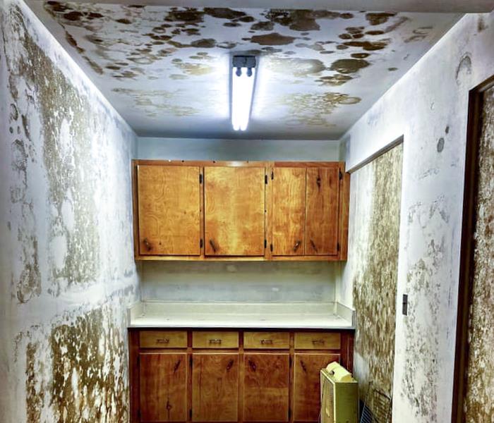 Mold damage within a kitchen